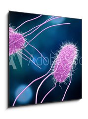 Obraz   3D illustration of Salmonella Bacteria. Medicine concept., 50 x 50 cm