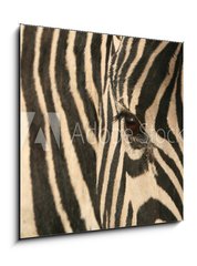 Obraz 1D - 50 x 50 cm F_F17807790 - Zebra