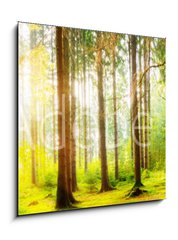 Obraz 1D - 50 x 50 cm F_F178083347 - Beautiful forest panorama with big trees and bright sun - Krsn lesn panorama s velkmi stromy a jasn slunce