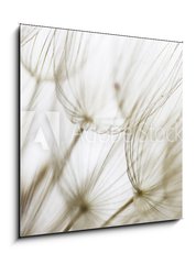 Obraz 1D - 50 x 50 cm F_F180759298 - Dandelion seed closeup