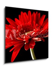 Obraz 1D - 50 x 50 cm F_F18414597 - Red daisy-gerbera on black background.