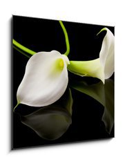 Obraz 1D - 50 x 50 cm F_F18443923 - beautiful white Calla lilly over black background - krsn bl Calla lilly nad ernm pozadm