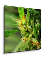 Obraz 1D - 50 x 50 cm F_F18646563 - Marijuana - Marihuana