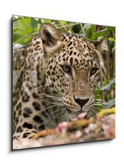 Sklenn obraz 1D - 50 x 50 cm F_F18926181 - Persian Leopard