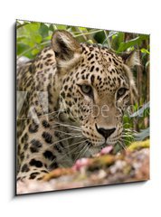 Obraz 1D - 50 x 50 cm F_F18926181 - Persian Leopard