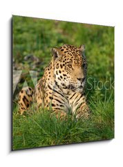 Obraz 1D - 50 x 50 cm F_F19063802 - Leopard