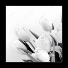 Obraz   White tulips on white background bw, 50 x 50 cm