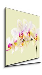Obraz   Orchide, 50 x 50 cm