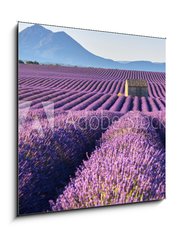 Obraz 1D - 50 x 50 cm F_F195185269 - Lavender fields in Plateau de Valensole with a stone house in Summer. Alpes de Haute Provence, PACA Region, France
