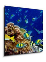 Obraz 1D - 50 x 50 cm F_F196736176 - colorful wide underwater coral reef panorama banner background with many fishes turtle and marine life / Unterwasser Korallenriff breit Hintergrund