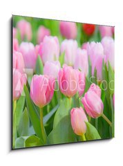 Obraz 1D - 50 x 50 cm F_F197459924 - Tulip Flower in the Garden.,Nature background.