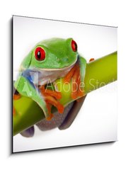 Sklenn obraz 1D - 50 x 50 cm F_F19746913 - Bamboo Frog - Bambusov ba
