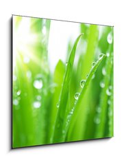 Sklenn obraz 1D - 50 x 50 cm F_F19883892 - Fresh Green Grass - erstv zelen trva