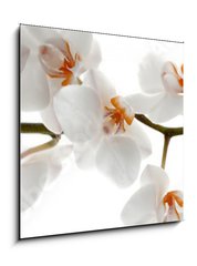 Obraz 1D - 50 x 50 cm F_F201049079 - Orchid branch with flowers