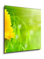 Obraz 1D - 50 x 50 cm F_F20124033 - nature et nergie - fleurs de tournesols sur fond vert