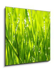 Sklenn obraz 1D - 50 x 50 cm F_F20126936 - grass - trva