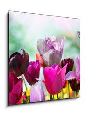 Sklenn obraz 1D - 50 x 50 cm F_F20169360 - Beautiful spring flowers, tulips
