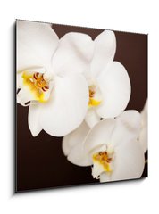 Obraz 1D - 50 x 50 cm F_F20241888 - Beautiful orchid on brown background