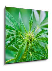 Obraz 1D - 50 x 50 cm F_F20463346 - Cannabis