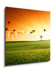 Obraz 1D - 50 x 50 cm F_F20504008 - field of grass and flying birds - pole trvy a ltajcch ptk