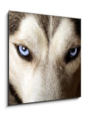 Sklenn obraz 1D - 50 x 50 cm F_F20504751 - Close view of blue eyes of an Husky or Eskimo dog.