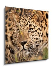 Sklenn obraz 1D - 50 x 50 cm F_F21374937 - Leopard Hunting