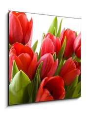 Obraz 1D - 50 x 50 cm F_F21477013 - Tulips from Holland - Tulipány z Holandska