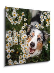 Sklenn obraz 1D - 50 x 50 cm F_F215121166 - A happy dog in flowers. The pet is smiling. Field Camomiles. The Astralian Shepherd Tricolor