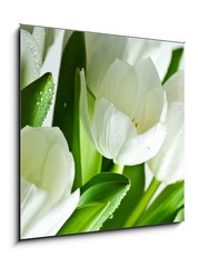 Obraz 1D - 50 x 50 cm F_F21581948 - White Tulips