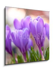 Obraz 1D - 50 x 50 cm F_F21779067 - Violet Crocuses in the garden