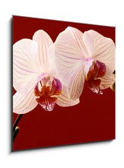 Obraz   orchid on red background, 50 x 50 cm