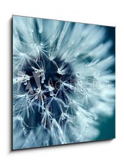 Obraz 1D - 50 x 50 cm F_F218536991 - Macro shot of dandelion with water drops - Makro snmek pampeliky kapkami vody