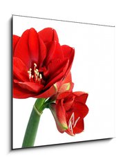 Obraz 1D - 50 x 50 cm F_F22252623 - Amaryllis flower - Amaryllis kvtina
