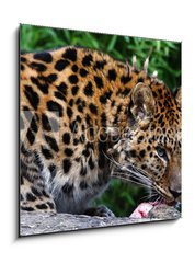 Sklenn obraz 1D - 50 x 50 cm F_F22387623 - Amur Leopard eating meat - Amur Leopard jst maso