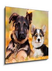 Obraz 1D - 50 x 50 cm F_F230586450 - puppy german shepherd and welsh corgi in autumn leaves