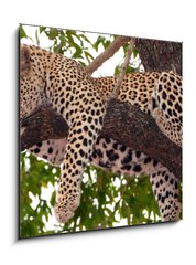 Obraz 1D - 50 x 50 cm F_F23087097 - Leopard sleeping on the tree - Leopard spí na stromu