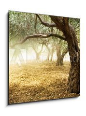 Obraz 1D - 50 x 50 cm F_F23402790 - Old Olive Trees - Star olivovnky