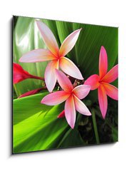 Obraz 1D - 50 x 50 cm F_F23491751 - Plumeria flowers - Plumeria květiny