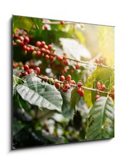 Obraz 1D - 50 x 50 cm F_F235909488 - Fresh coffee beans on bunch trees.
