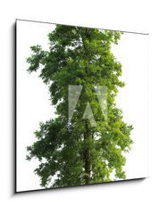 Sklenn obraz 1D - 50 x 50 cm F_F23591299 - Tree isolated - Strom izolovan