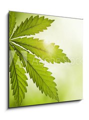 Obraz 1D - 50 x 50 cm F_F23639957 - Cannabis leaf