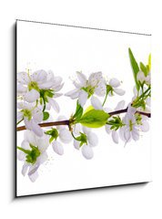 Obraz 1D - 50 x 50 cm F_F24127573 - white cherry blossom close-up - bl teov kvt zavt