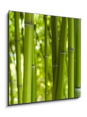 Obraz 1D - 50 x 50 cm F_F24255297 - Bambus Bamboo 06