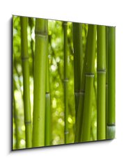Obraz   Bambus Bamboo 06, 50 x 50 cm
