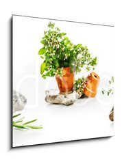 Sklenn obraz 1D - 50 x 50 cm F_F247543142 - Marjoram, oregano, rosemary garden herbs set - Majornka, oregano, rozmarnov zahradn byliny