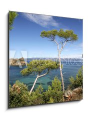 Obraz 1D - 50 x 50 cm F_F24971446 - PINS MARITIMES, PLAGE DE LA PALUD, ROCHER DU RASCAS, PORT-CROS,