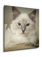 Obraz 1D - 50 x 50 cm F_F24974948 - 16 week old ragdoll kitten