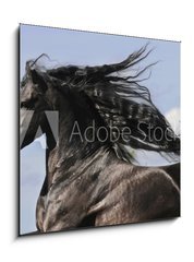 Sklenn obraz 1D - 50 x 50 cm F_F25113841 - Portrait of moving friesian black horse - Portrt pohybujc se frzskho ernho kon