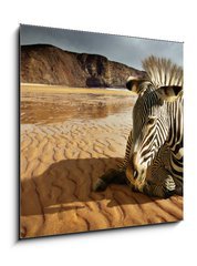 Sklenn obraz 1D - 50 x 50 cm F_F25254470 - Beach Zebra - Pl zebra