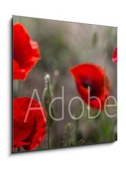 Obraz 1D - 50 x 50 cm F_F254517671 - Red poppy on green weeds field. Poppy flowers.Close up poppy head. red poppy. Papaver rhoeas
